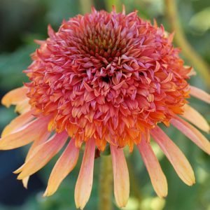 Echinacea 'Secret Desire', Coneflower 'Secret Desire', Orange coneflower, Orange coneflowers, Orange Echinacea, Double coneflower, Double coneflowers, Double Echinacea, Coneflower, Coneflowers