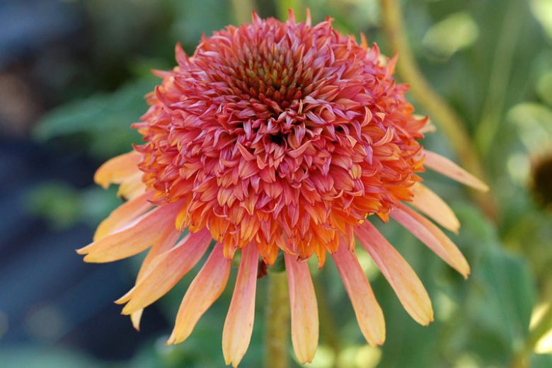 Echinacea 'Secret Desire', Coneflower 'Secret Desire', Orange coneflower, Orange coneflowers, Orange Echinacea, Double coneflower, Double coneflowers, Double Echinacea, Coneflower, Coneflowers