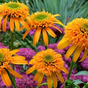 Echinacea 'Secret Glow, Coneflower 'Secret Glow', Orange coneflower, Orange coneflowers, Orange Echinacea, Double coneflower, Double coneflowers, Double Echinacea, Coneflower, Coneflowers