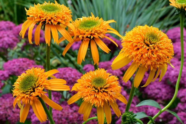 Echinacea 'Secret Glow, Coneflower 'Secret Glow', Orange coneflower, Orange coneflowers, Orange Echinacea, Double coneflower, Double coneflowers, Double Echinacea, Coneflower, Coneflowers