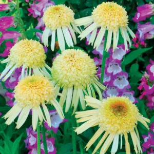 Echinacea 'Secret Joy, Coneflower 'Secret Joy', White coneflower, White coneflowers, White Echinacea, Double coneflower, Double coneflowers, Double Echinacea, Coneflower, Coneflowers