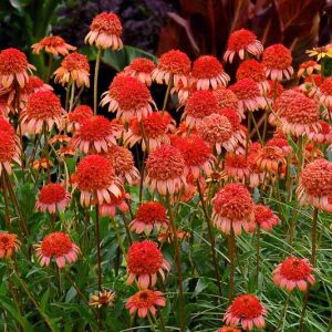 Echinacea 'Secret Lust, Coneflower 'Secret Lust', Orange coneflower, Orange coneflowers, Orange Echinacea, Double coneflower, Double coneflowers, Double Echinacea, Coneflower, Coneflowers