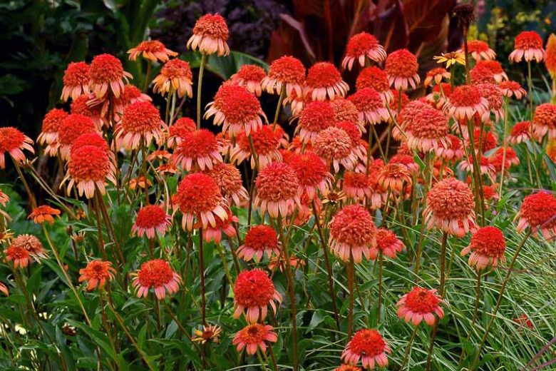 Echinacea 'Secret Lust, Coneflower 'Secret Lust', Orange coneflower, Orange coneflowers, Orange Echinacea, Double coneflower, Double coneflowers, Double Echinacea, Coneflower, Coneflowers