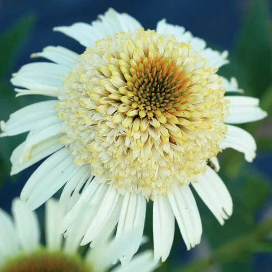 Coneflower Secret Pride, Coneflower 'Secret Pride', Echinacea Purpurea 'Secret Pride' , Double Coneflower, Double Echinacea, White Coneflowers, White Echinacea
