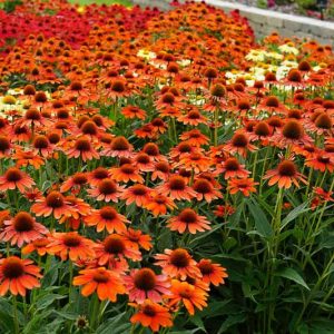 Echinacea 'Sombrero Flamenco Orange', Coneflower 'Sombrero Flamenco Orange', Echinacea 'Balsomenco', Echinacea Sombrero Series, Orange coneflower, Orange coneflowers, Orange Echinacea, Coneflower, Coneflowers