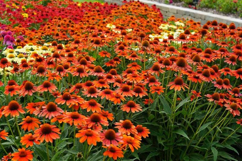 Echinacea 'Sombrero Flamenco Orange', Coneflower 'Sombrero Flamenco Orange', Echinacea 'Balsomenco', Echinacea Sombrero Series, Orange coneflower, Orange coneflowers, Orange Echinacea, Coneflower, Coneflowers