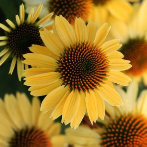 Echinacea 'Sombrero Sandy Yellow', Coneflower 'Sombrero Sandy Yellow', Echinacea 'Balsomselo', Echinacea Sombrero Series, Yellow coneflower, Yellow coneflowers, Yellow Echinacea, Coneflower, Coneflowers