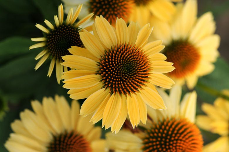 Echinacea 'Sombrero Sandy Yellow', Coneflower 'Sombrero Sandy Yellow', Echinacea 'Balsomselo', Echinacea Sombrero Series, Yellow coneflower, Yellow coneflowers, Yellow Echinacea, Coneflower, Coneflowers