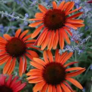 Coneflower 'Sundown', Echinacea 'Sundown', Coneflower Big Sky Sundown, Echinacea Big Sky Sundown, Orange Coneflower, Coneflowers, Cone flowers, Fragrant perennials, drought tolerant perennials