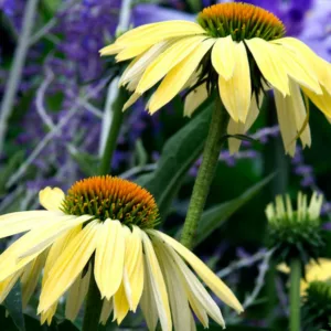 Echinacea 'Sunrise', Coneflower 'Sunrise', Echinacea 'Big Sky Sunrise', Echinacea 'Big Sky Series, Yellow Coneflowers, Drought tolerant perennials, Cone flowers, Coneflowers