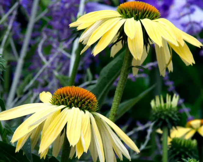 Echinacea 'Sunrise', Coneflower 'Sunrise', Echinacea 'Big Sky Sunrise', Echinacea 'Big Sky Series, Yellow Coneflowers, Drought tolerant perennials, Cone flowers, Coneflowers
