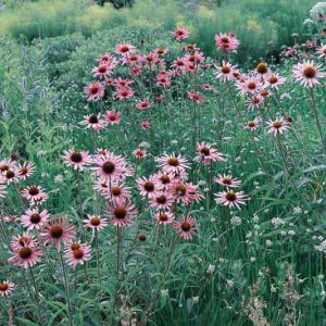 Tennessee Coneflower, Echinacea Tennesseensis, Tennessee Coneflower, Tennessee Purple Coneflower, Echinacea angustifolia var. tennesseensis