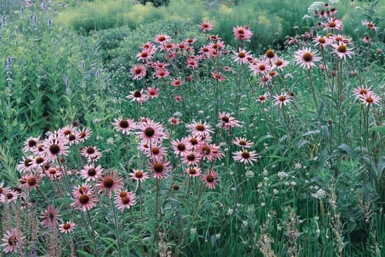 Tennessee Coneflower, Echinacea Tennesseensis, Tennessee Coneflower, Tennessee Purple Coneflower, Echinacea angustifolia var. tennesseensis