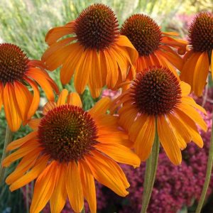 Coneflower Tiki Torch, Echinacea Tiki Torch, Orange Coneflower, Orange Echinacea