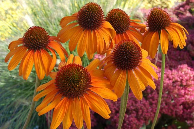 Coneflower Tiki Torch, Echinacea Tiki Torch, Orange Coneflower, Orange Echinacea