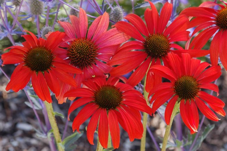 Coneflower Tomato Soup, Echinacea Tomato Soup, Red coneflowers, Red echinacea