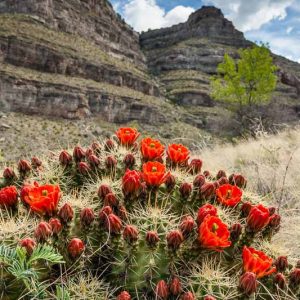 Echinocereus coccineus, Scarlet Hedgehog Cactus, Claret Cup, Red Flowers