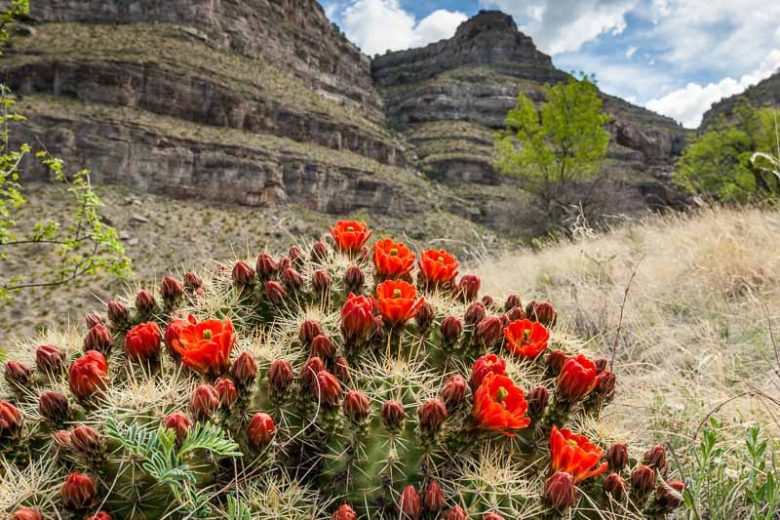 Echinocereus coccineus, Scarlet Hedgehog Cactus, Claret Cup, Red Flowers