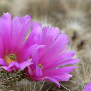 Echinocereus stramineus, Strawberry Hedgehog Cactus, Pitaya, Straw-Colored Hedgehog, Spiny Hedgehog Cactus, Purcuspine Hedgehog-Cactus, Strawberry Cactus, Purple Flowers