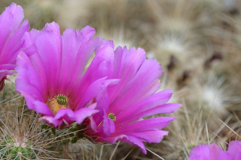 Echinocereus stramineus, Strawberry Hedgehog Cactus, Pitaya, Straw-Colored Hedgehog, Spiny Hedgehog Cactus, Purcuspine Hedgehog-Cactus, Strawberry Cactus, Purple Flowers