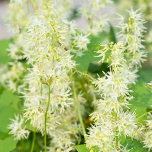 Echinocystis lobata, Wild Cucumber, Wild Cucumber, Balsam Apple, Californian Cucumber, Canadian Mock Apple, Mock Cucumber, Prickly Cucumber, Wild Balsam Apple,White Flowers