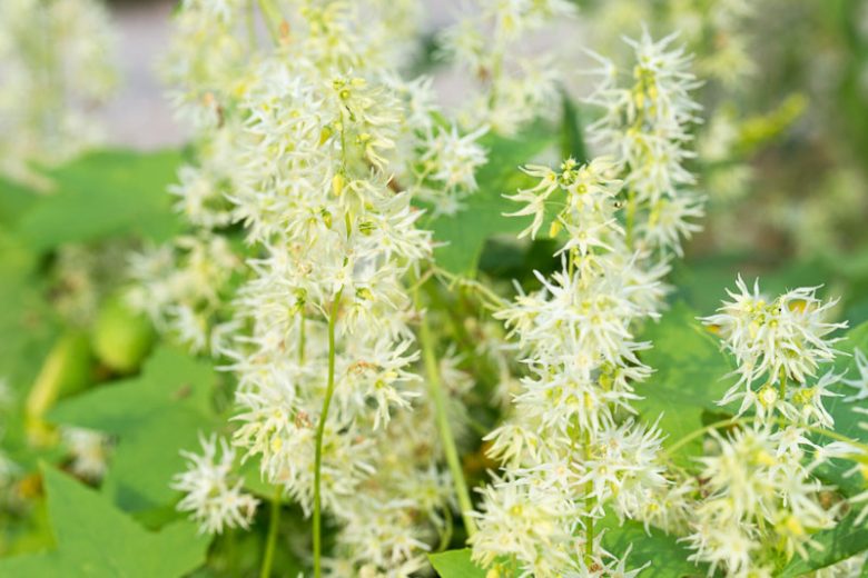 Echinocystis lobata, Wild Cucumber, Wild Cucumber, Balsam Apple, Californian Cucumber, Canadian Mock Apple, Mock Cucumber, Prickly Cucumber, Wild Balsam Apple,White Flowers