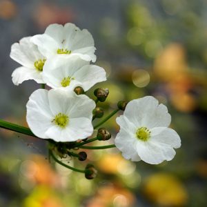 Echinodorus cordifolius, Creeping Burhead, Lance-leaf Burhead, Radican Sword, Burhead, Creeping Water-plantain, Echinodorus radicans, White Flowers, Pond Flowers