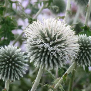 Globe thistle Star Frost, Echinops bannaticus 'Star Frost', Echinops 'Star Frost', White Echinops, White globe Thistle, White Flowers, White perennials, drought tolerant plants, low maintenance plants
