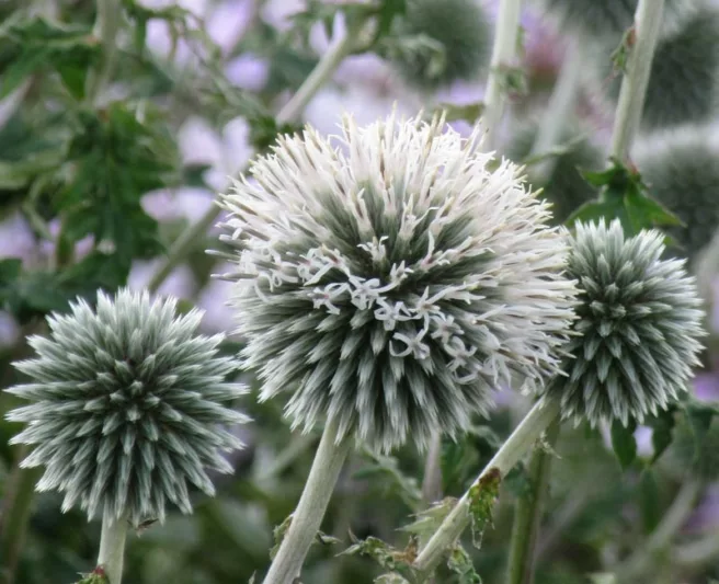 Globe thistle Star Frost, Echinops bannaticus 'Star Frost', Echinops 'Star Frost', White Echinops, White globe Thistle, White Flowers, White perennials, drought tolerant plants, low maintenance plants