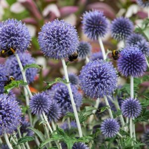 Echinops ritro subsp. ruthenicus , Small Globe Thistle, Blue Hedgehog, Globe Flower, Steel Globe Thistle, Ruthenian Globe Thistle, Echinops ruthenicus, Blue perennials, drought tolerant plants, low maintenance plants, Blue Flowers