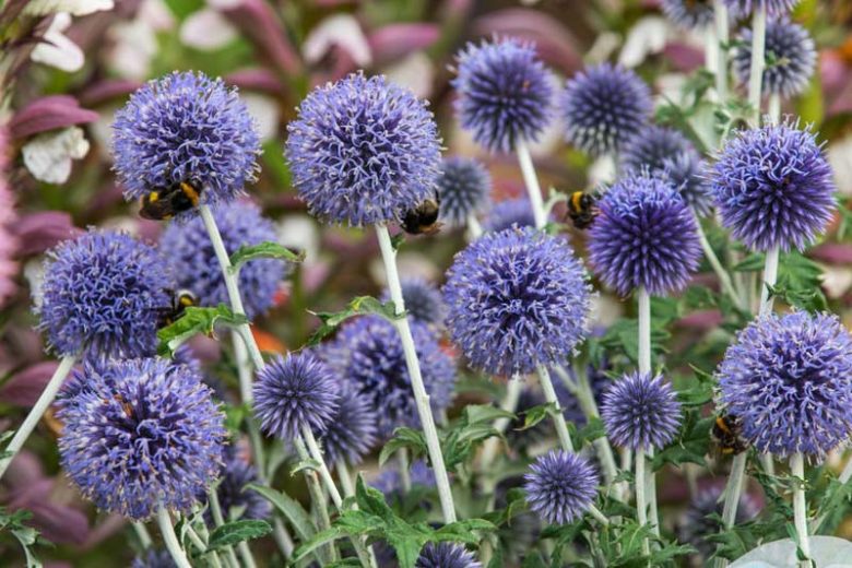 Echinops ritro subsp. ruthenicus , Small Globe Thistle, Blue Hedgehog, Globe Flower, Steel Globe Thistle, Ruthenian Globe Thistle, Echinops ruthenicus, Blue perennials, drought tolerant plants, low maintenance plants, Blue Flowers