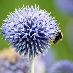 Echinops bannaticus 'Taplow Blue', Globe Thistle 'Taplow Blue', Echinops Ritro 'Taplow Blue', Echinops 'Taplow Blue', Eryngium 'Taplow Blue', Blue perennials, drought tolerant plants, low maintenance plants, Taplow blue echinops, Echinops Bannaticus 'Taplow Blue