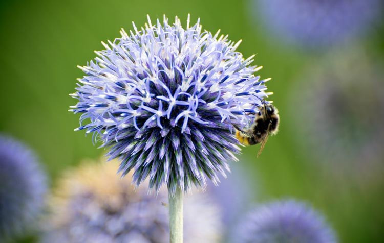Echinops bannaticus 'Taplow Blue', Globe Thistle 'Taplow Blue', Echinops Ritro 'Taplow Blue', Echinops 'Taplow Blue', Eryngium 'Taplow Blue', Blue perennials, drought tolerant plants, low maintenance plants, Taplow blue echinops, Echinops Bannaticus 'Taplow Blue