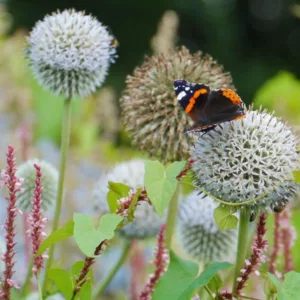 Echinops sphaerocephalus 'Arctic Glow', Globe Thistle 'Arctic Glow', Echinops 'Arctic Glow', White Echinops, White globe Thistle, White Flowers, White perennials, drought tolerant plants, low maintenance plants