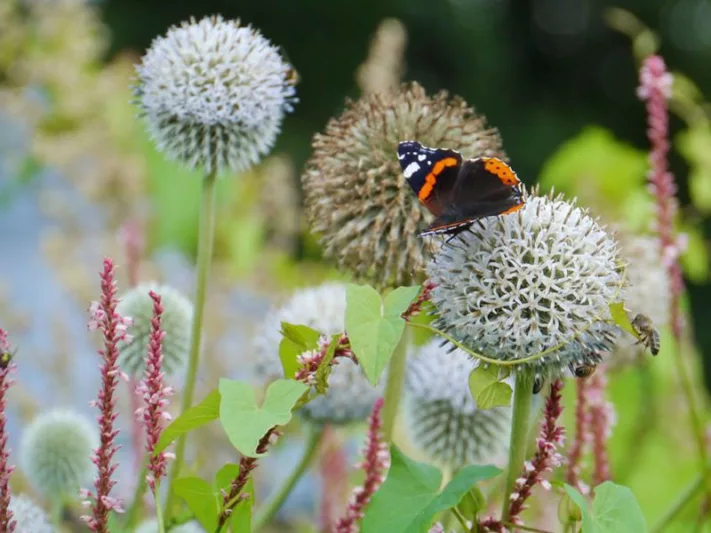 Echinops sphaerocephalus 'Arctic Glow', Globe Thistle 'Arctic Glow', Echinops 'Arctic Glow', White Echinops, White globe Thistle, White Flowers, White perennials, drought tolerant plants, low maintenance plants
