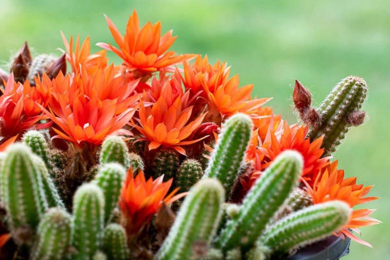 Echinopsis chamaecereus, Peanut Cactus, Chamaecereus silvestrii, Chamaecereus silvestrii crassicaule, Cereus silvestrii, Lobivia silvestrii