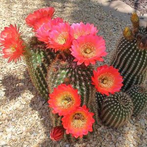 Echinopsis huascha var. grandiflora, Red Torch Cactus, Desert’s Blooming Jewel, Chamaecereus grandiflorus, Helianthocereus grandiflorus, Lobivia grandiflora, Lobivia huascha var. grandiflora, Trichocereus grandiflorus