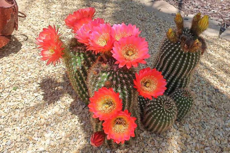 Echinopsis huascha var. grandiflora, Red Torch Cactus, Desert’s Blooming Jewel, Chamaecereus grandiflorus, Helianthocereus grandiflorus, Lobivia grandiflora, Lobivia huascha var. grandiflora, Trichocereus grandiflorus