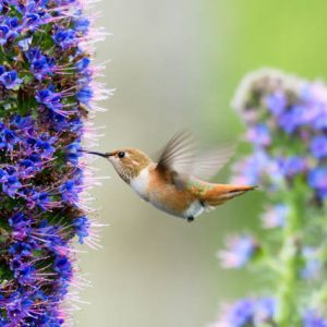 Pride of Madeira, Echium Candicans, Echium Fastuosum, Drought tolerant plants, Summer blooms, Deer resistant Plant, coastal plants, Seaside Plants