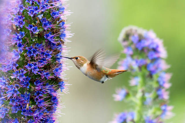 Pride of Madeira, Echium Candicans, Echium Fastuosum, Drought tolerant plants, Summer blooms, Deer resistant Plant, coastal plants, Seaside Plants