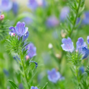 Echium Vulgare 'Blue Bedder', Viper's Bugloss 'Blue Bedder', Echium plantagineum 'Blue Bedder', Viper's Bugloss, Adderwort, Blue Devil, Blue Thistle, Blueweed, Bugloss, Cat's Tail, North American Blueweed, Snake Flower, Viper's Grass, Viper's Herb,