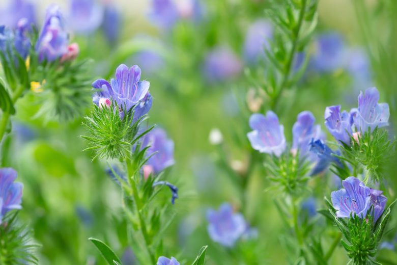 Echium Vulgare 'Blue Bedder', Viper's Bugloss 'Blue Bedder', Echium plantagineum 'Blue Bedder', Viper's Bugloss, Adderwort, Blue Devil, Blue Thistle, Blueweed, Bugloss, Cat's Tail, North American Blueweed, Snake Flower, Viper's Grass, Viper's Herb,