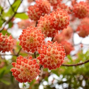 Edgeworthia chrysantha 'Red Dragon', Paperbush 'Red Dragon', Paper Bush 'Red Dragon', Oriental Paper Bush 'Red Dragon', Winter Flowers, Fragrant Shrub, Orange Flowers, Flowering Shrub