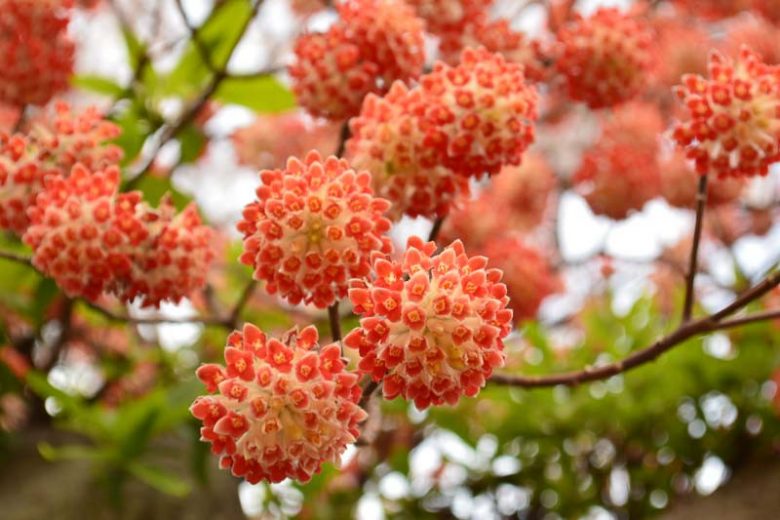 Edgeworthia chrysantha 'Red Dragon', Paperbush 'Red Dragon', Paper Bush 'Red Dragon', Oriental Paper Bush 'Red Dragon', Winter Flowers, Fragrant Shrub, Orange Flowers, Flowering Shrub
