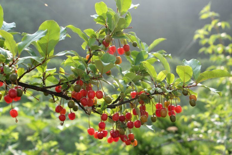 Elaeagnus umbellata, Autumn Oleaster, Autumn Olive, Oleaster, Silverberry, Elaeagnus crispa, Berries, Olives, Shrubs with berries