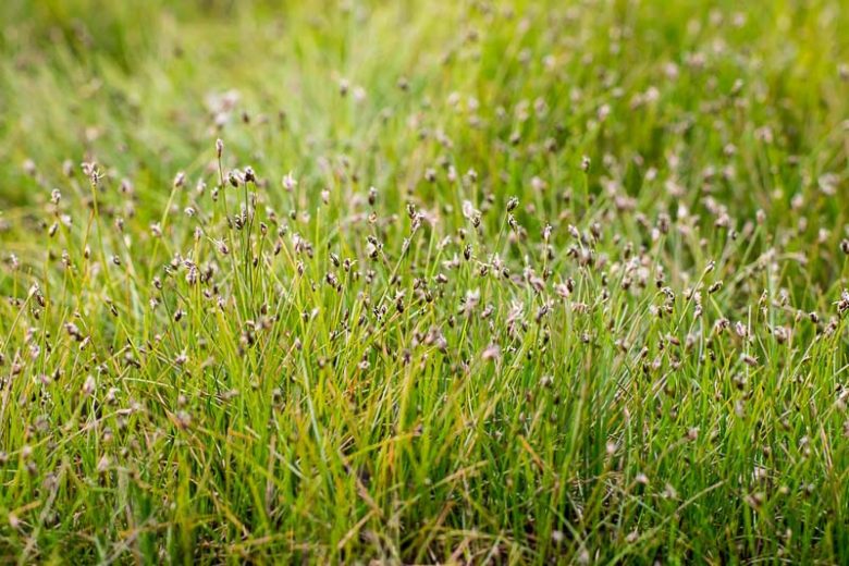 Eleocharis acicularis, Needle Spikerush, Dwarf Hairgrass, Needle-Spike Rush, Hair Grass, Aquatic Plants, Marginal Aquatics