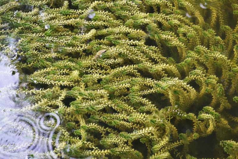 Elodea canadensis, Canadian Waterweed, Canadian Pondweed, American Waterweed, Canadian Waterweed, Choke Pondweed, Ditch Moss, Little Snakeweed, Water Thyme