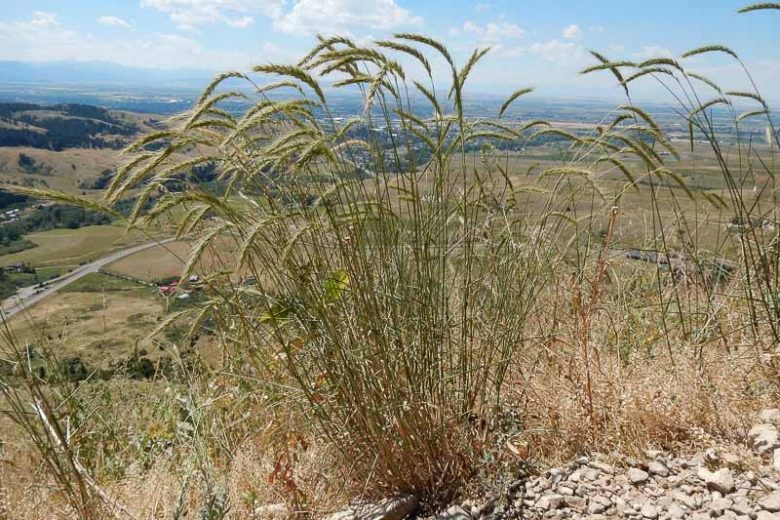 Elymus canadensis, Canada Wild Rye, Canadian Wildrye, Prairie Wildrye, Nodding Wildrye, Ornamental Grass