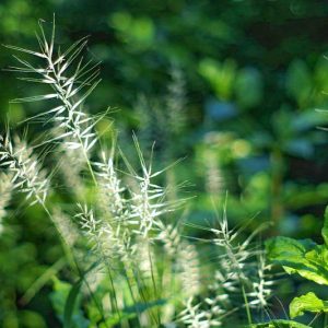 Elymus hystrix, Eastern Bottlebrush Grass, Bottlebrush Grass, Ornamental Grass