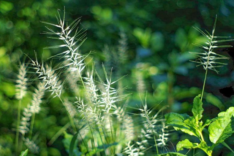 Elymus hystrix, Eastern Bottlebrush Grass, Bottlebrush Grass, Ornamental Grass